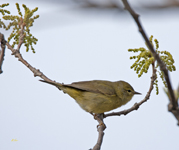 Orange crowned Warbler 2154